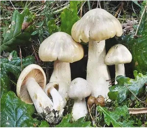 澳门最精准免费资料大全旅游景点和男童吃毒蘑菇去世与小孩吃毒蘑菇中毒视频